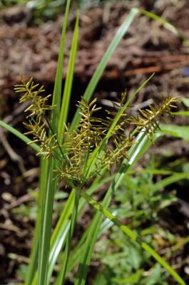 Souchet comestible
<em>Cyperus esculentus</em>