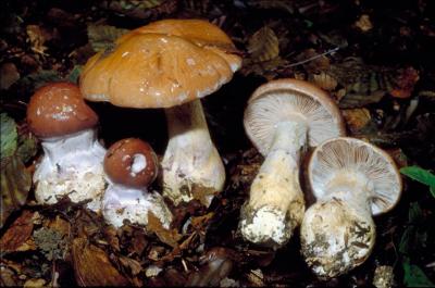 Cortinario prestante
<em>Cortinarius praestans</em>