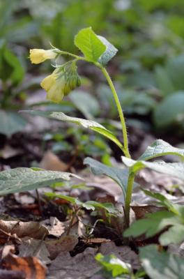 Tuberous Comfrey
<em>Symphytum tuberosum</em>