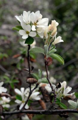 Pero corvino
<em>Amelanchier ovalis</em>