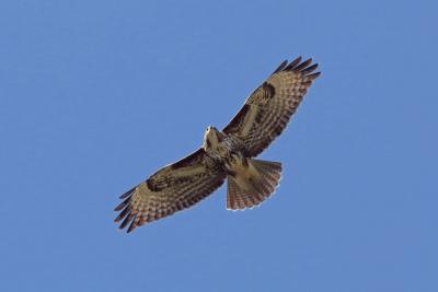 Buse variable
<em>Buteo buteo</em>