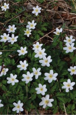 Gesse printanière
<em>Anemone nemorosa</em>