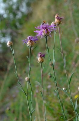 Fiordaliso di Gaudin
<em>Centaurea jacea subsp. gaudinii</em>