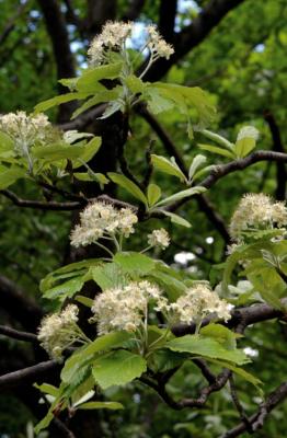 Sorbo montano
<em>Sorbus aria</em>