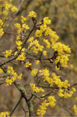 Kornelkirsche
<em>Cornus mas</em>