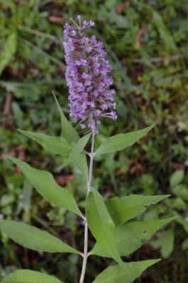 Buddleia de David
<em>Buddleja davidii</em>