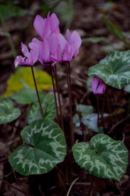 Purple Cyclamen
<em>Cyclamen purpurascens</em>