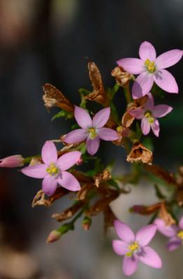 Petite-centaurée rouge
<em>Centaurium erythraea</em>