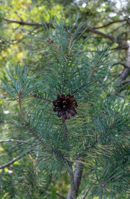 Pino silvestre
<em>Pinus sylvestris</em>