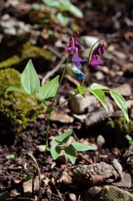 Frühlings-Platterbs
<em>Lathyrus vernus</em>