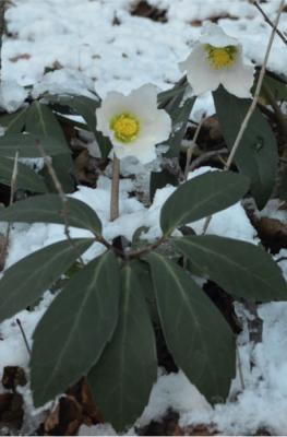 Rose de Noël
<em>Helleborus niger</em>