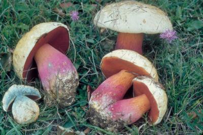 Porcino malefico
<em>Boletus satanas</em>