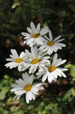 Erba amara dei boschi
<em>Tanacetum corymbosum</em>