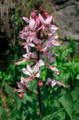 White Dittany
<em>Dictamnus albus</em>