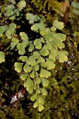 Fougère capillaire
<em>Adiantum capillus-veneris</em>