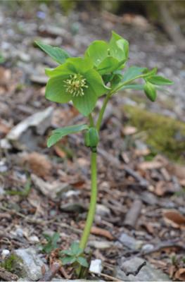 Green Hellebore
<em>Helleborus viridis</em>