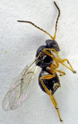 Adult chestnut gall wasp
<em>Dryocosmus kuriphilus</em>