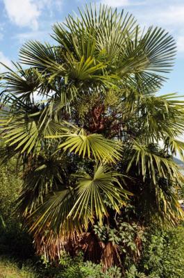 Chinesische Hanfpalme
<em>Trachycarpus fortunei</em>