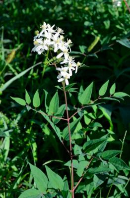 Ground Clematis
<em>Clematis recta</em>