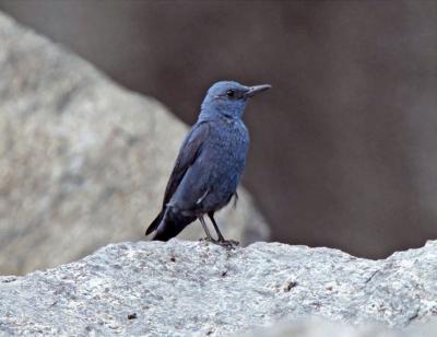 Merle bleu
<em>Monticola solitarius</em>