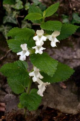 Mélitte à feuilles de mélisse
<em>Melittis melissophyllum</em>