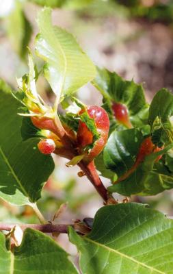 Chestnut branch with galls caused by the chestnut gall wasp