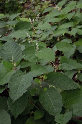 Japanischer Staudenknöterich
<em>Reynoutria japonica</em>