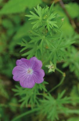 Blutroter Storchschnabel
<em>Geranium sanguineum</em>