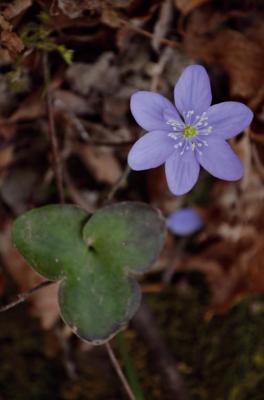 Erba trinità
<em>Hepatica nobilis</em>