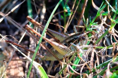 Striated Bush-Cricket
<em>Pachytrachis striolatus</em>
