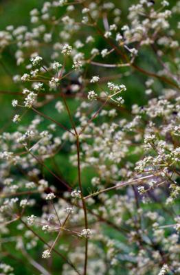 Sassifragia pannocchiuta
<em>Trinia glauca</em>