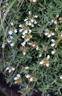 Mountain Germander
<em>Teucrium montanum</em>