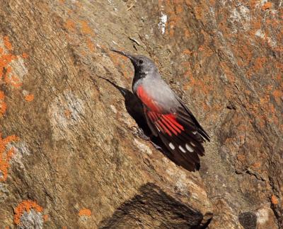 Wallcreeper
<em>Tichodroma muraria</em>