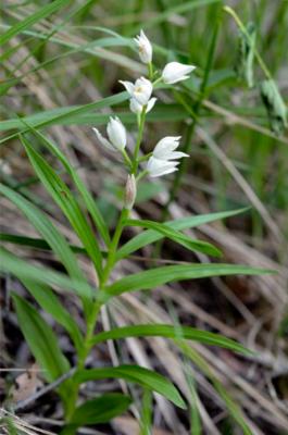 Céphalanthère à longues feuilles
<em>Cephalanthera longifolia</em>