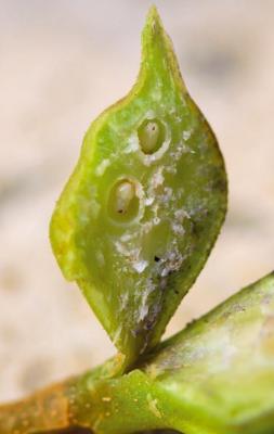 Chestnut gall wasp larvae inside a gall