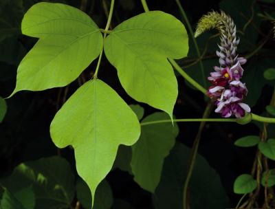 Japanese Arrowroot
<em>Pueraria lobata</em>