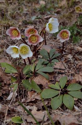 Christmas Rose
<em>Helleborus niger</em>