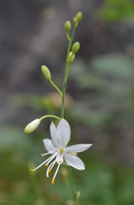 Lilioasfodelo minore
<em>Anthericum ramosum</em>