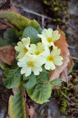 Primevère commune
<em>Primula acaulis</em>