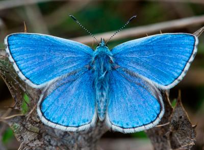 Azuré bleu céleste (ou Bel-Argus)
<em>Polyommatus bellargus</em>