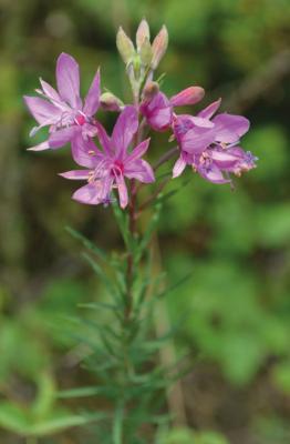 Epilobe romarin
<em>Epilobium dodonai</em>