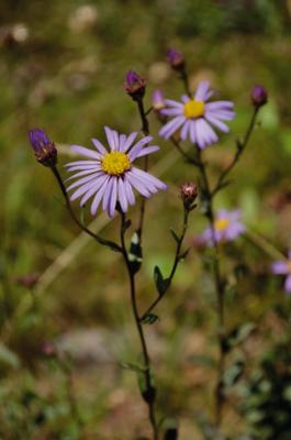 Berg-Aster
<em>Aster amellus</em>