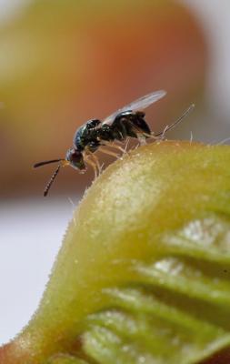 Adult Torymus sinensis parasitoid
<em>Torymus sinensis</em>