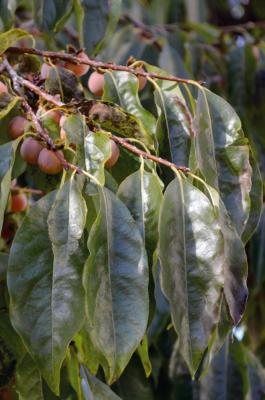 Albero di Sant’Andrea
<em>Diospyros lotus</em>