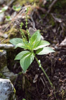 Mercuriale vivace
<em>Mercurialis perennis</em>