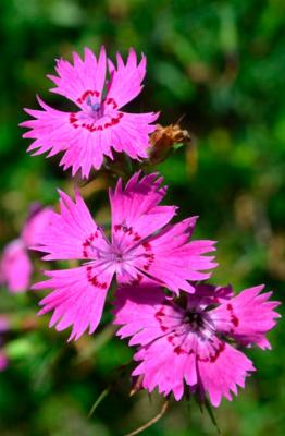 Séguiers Nelke
<em>Dianthus seguieri</em>