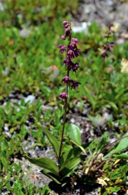 Épipactis pourpre noirâtre
<em>Epipactis atrorubens</em>