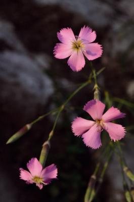 Garofano selvatico
<em>Dianthus sylvestris</em>