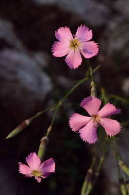 Œillet des rochers
<em>Dianthus sylvestris</em>