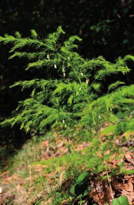 Narrow-leaved Asparagus
<em>Asparagus tenuifolius</em>